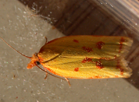 Sulphur Fruit Tortrix
